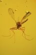 Two Fossil Flies (Diptera) & A Mite In Baltic Amber #72204-2